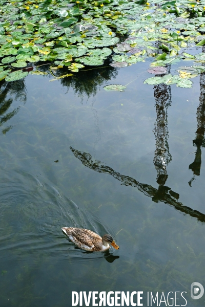 Illustration septembre2016.Au parc Martin Luther King,reflet de grues dans un  bassin de retention des eaux fluviales.