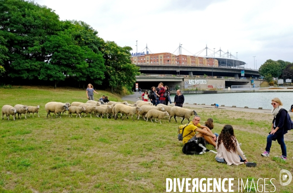 Illustration Septembre2016.Transhumance en compagnie de bergers urbains a travers une dizaine d etapes sur le territoire de la commune, pour decouvrir son patrimoine .Le troupeau sur le canal de saint Denis