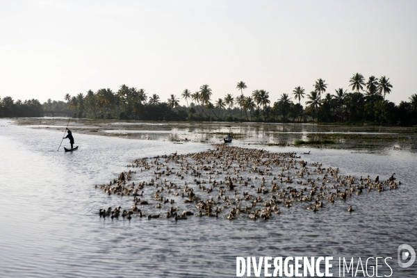 Agriculture dans le sud de l inde