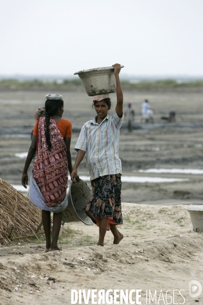 Agriculture dans le sud de l inde