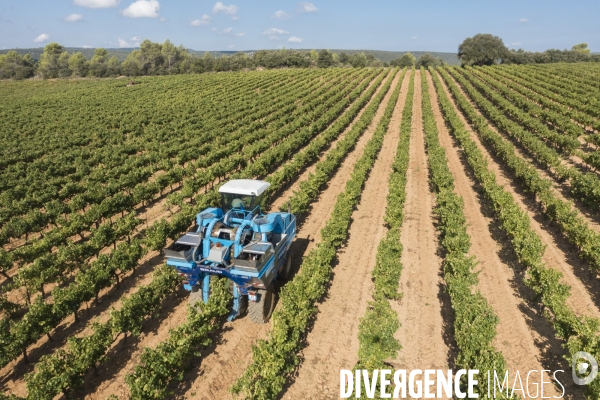 Vendanges AOC Coteaux Varois en Provence