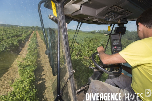 Vendanges AOC Coteaux Varois en Provence