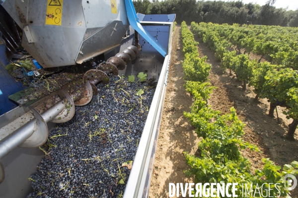 Vendanges AOC Coteaux Varois en Provence