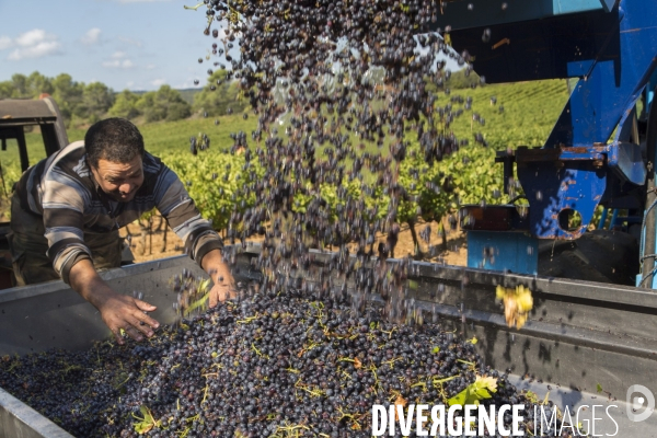 Vendanges AOC Coteaux Varois en Provence