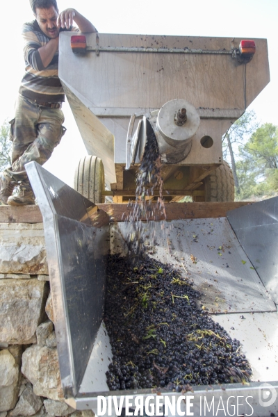 Vendanges AOC Coteaux Varois en Provence
