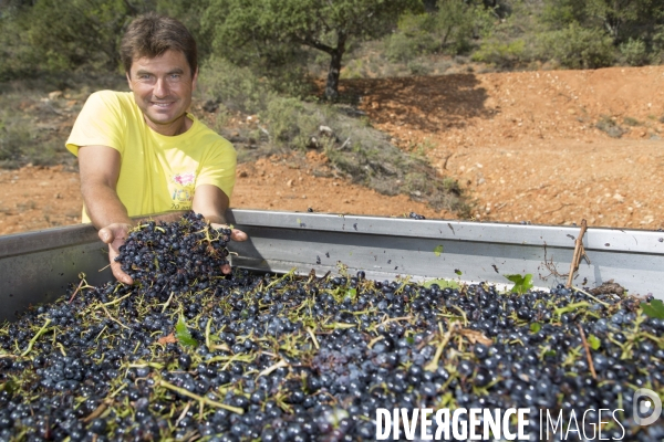 Vendanges AOC Coteaux Varois en Provence