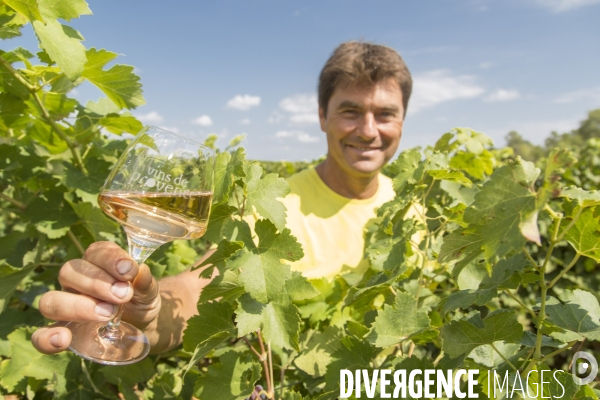 Vendanges AOC Coteaux Varois en Provence