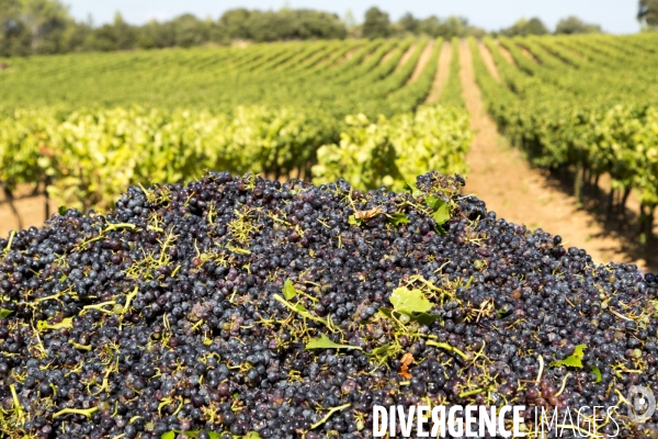 Vendanges AOC Coteaux Varois en Provence