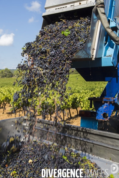 Vendanges AOC Coteaux Varois en Provence