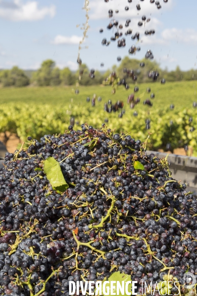 Vendanges AOC Coteaux Varois en Provence