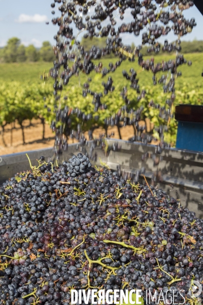 Vendanges AOC Coteaux Varois en Provence