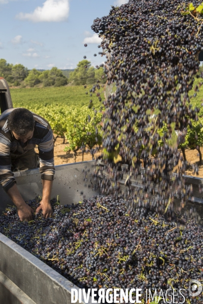 Vendanges AOC Coteaux Varois en Provence