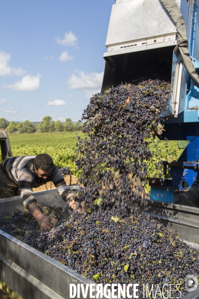 Vendanges AOC Coteaux Varois en Provence