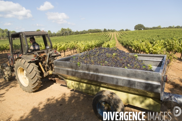 Vendanges AOC Coteaux Varois en Provence