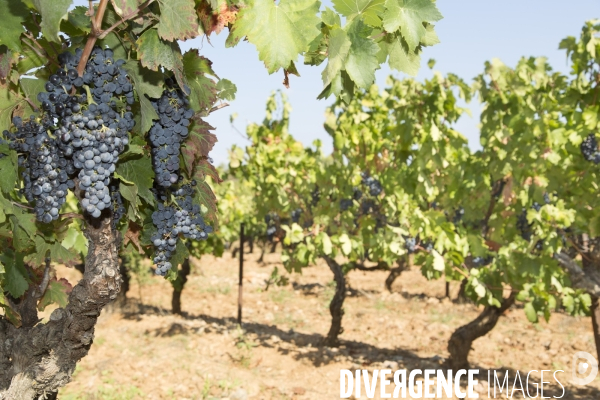 Vendanges AOC Coteaux Varois en Provence