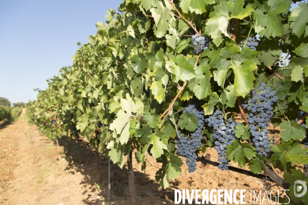 Vendanges AOC Coteaux Varois en Provence