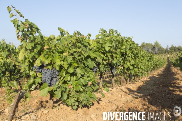 Vendanges AOC Coteaux Varois en Provence