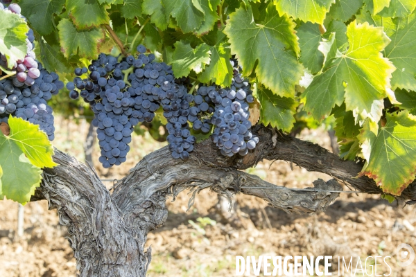 Vendanges AOC Coteaux Varois en Provence