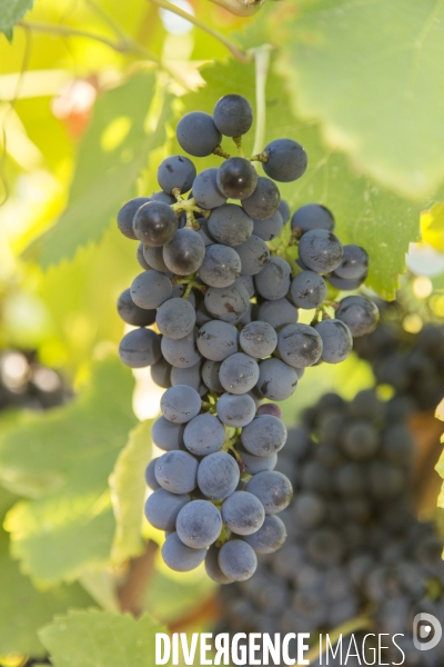 Vendanges AOC Coteaux Varois en Provence