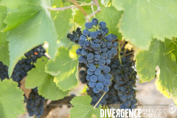 Vendanges AOC Coteaux Varois en Provence