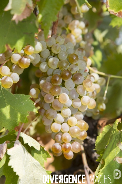 Vendanges AOC Coteaux Varois en Provence