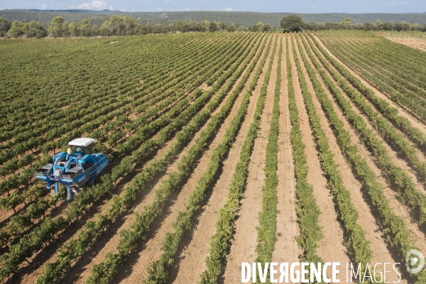 Vendanges AOC Coteaux Varois en Provence