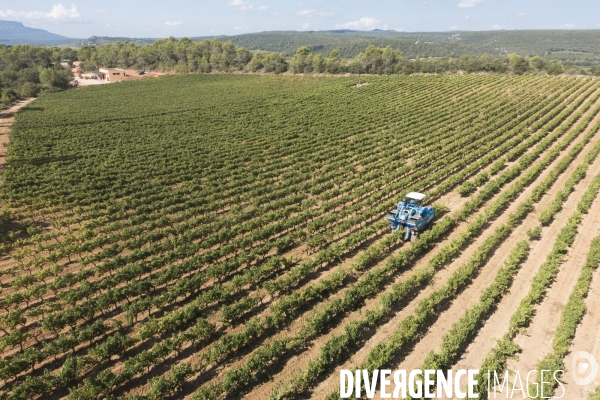 Vendanges AOC Coteaux Varois en Provence