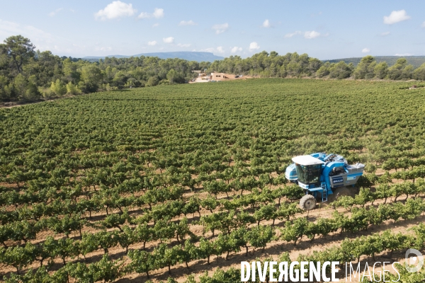 Vendanges AOC Coteaux Varois en Provence