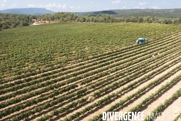 Vendanges AOC Coteaux Varois en Provence