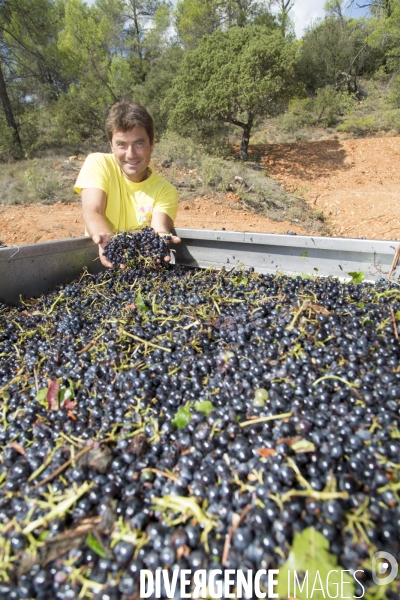 Vendanges AOC Coteaux Varois en Provence