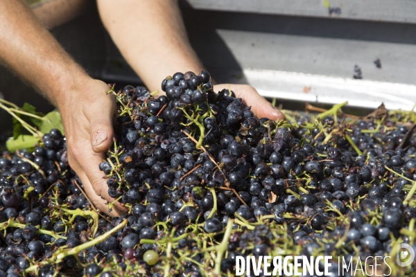 Vendanges AOC Coteaux Varois en Provence