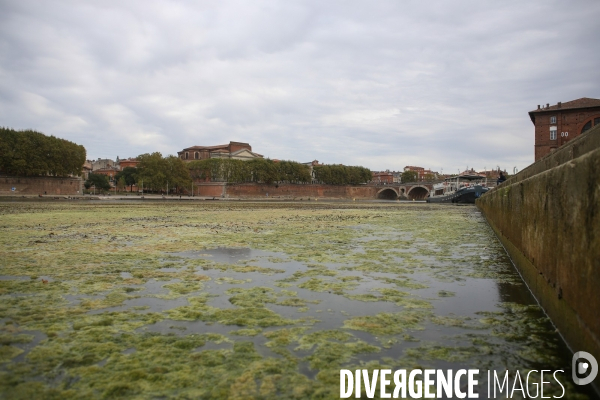 Prolifération d algues sur la Garonne à Toulouse