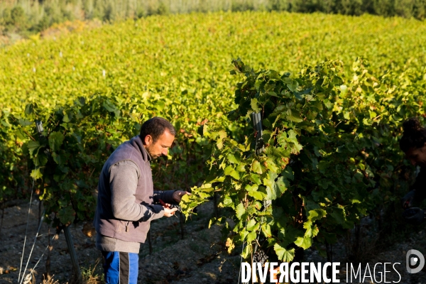 Vendanges 2016