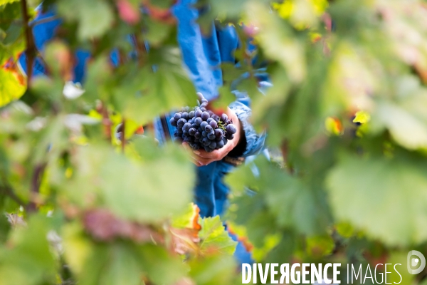 Vendanges 2016