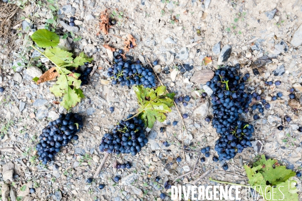 Vendanges 2016