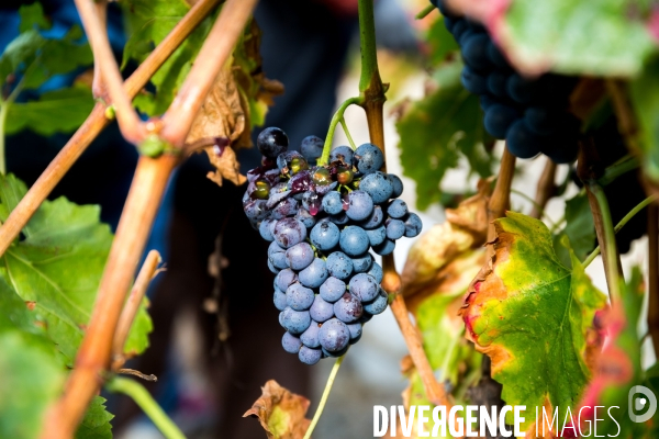 Vendanges 2016