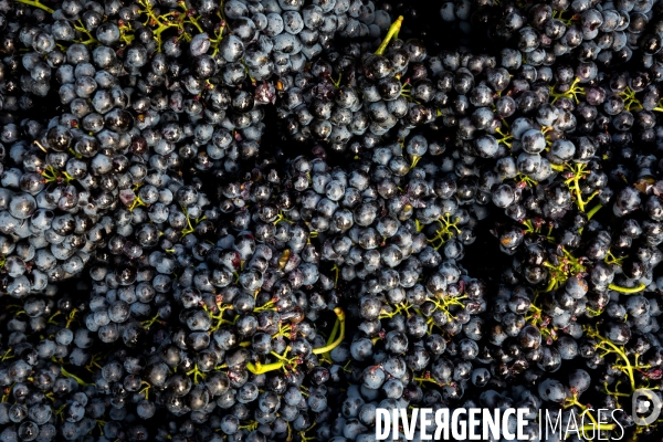 Vendanges 2016