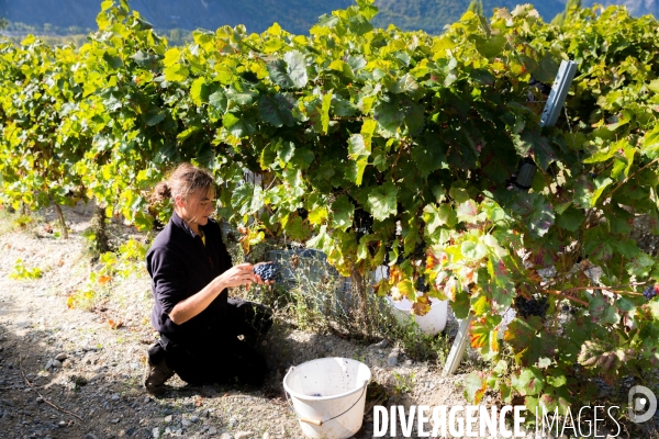 Vendanges 2016