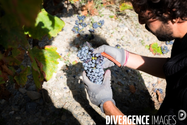 Vendanges 2016