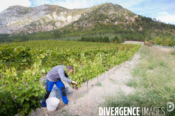 Vendanges 2016