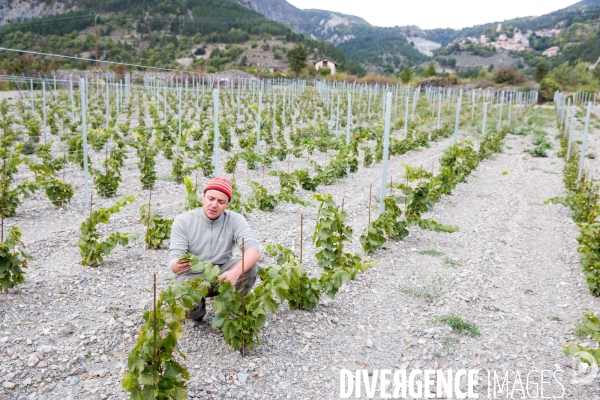 Vendanges 2016