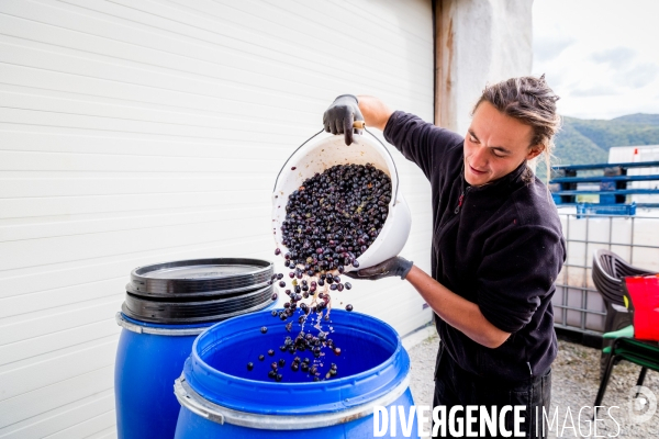 Vendanges 2016