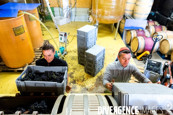 Vendanges 2016