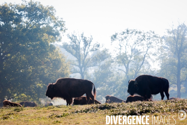 Elevage de bisons en Auvergne