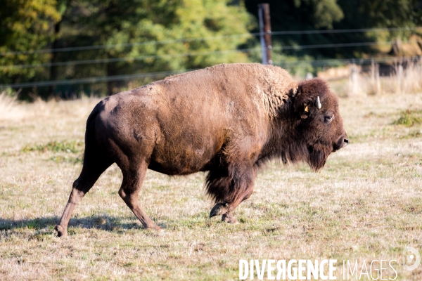 Elevage de bisons en Auvergne