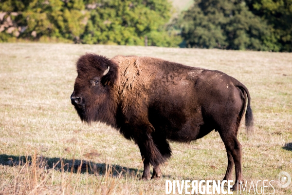 Elevage de bisons en Auvergne