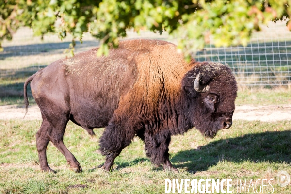 Elevage de bisons en Auvergne