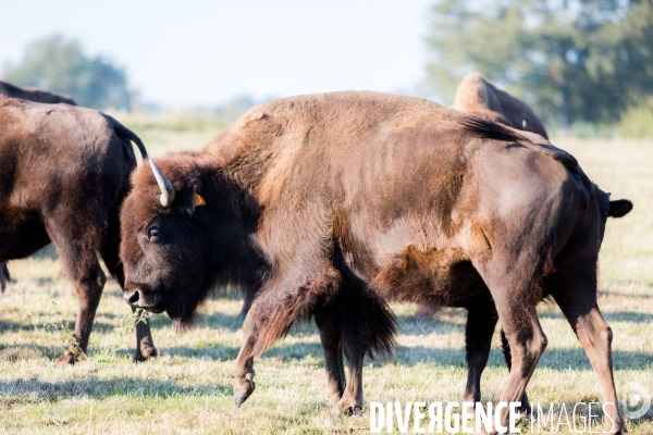 Elevage de bisons en Auvergne