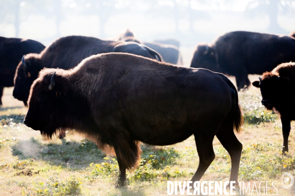 Elevage de bisons en Auvergne