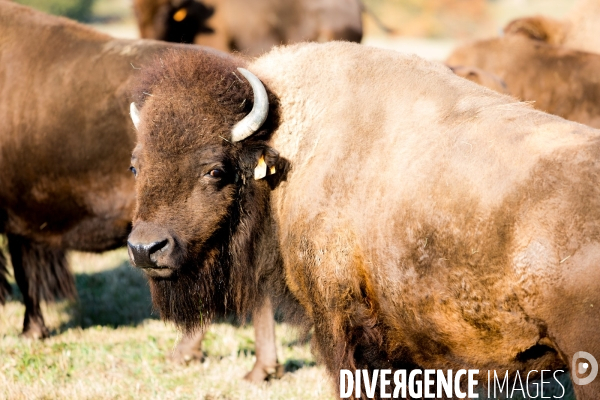 Elevage de bisons en Auvergne